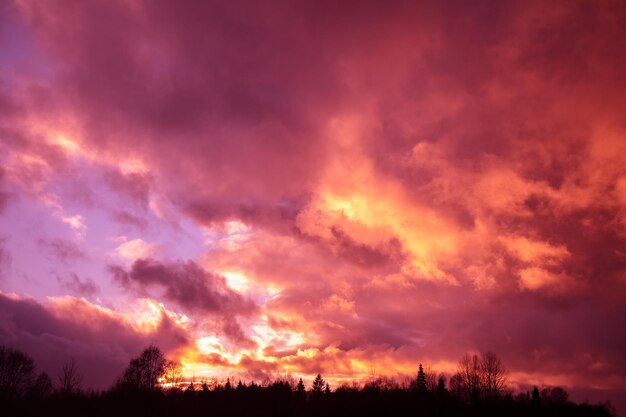 Dramatische paarse lucht boven het bos in de avond