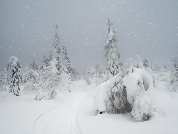 Dramatische winter minimalistische noordelijke achtergrond met spoor door bomen gepleisterd met sneeuw tegen een besneeuwde hemel Arctische harde natuur Mystiek sprookje van het winterbos