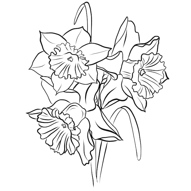 Photo drawing of a bouquet of daffodils 101