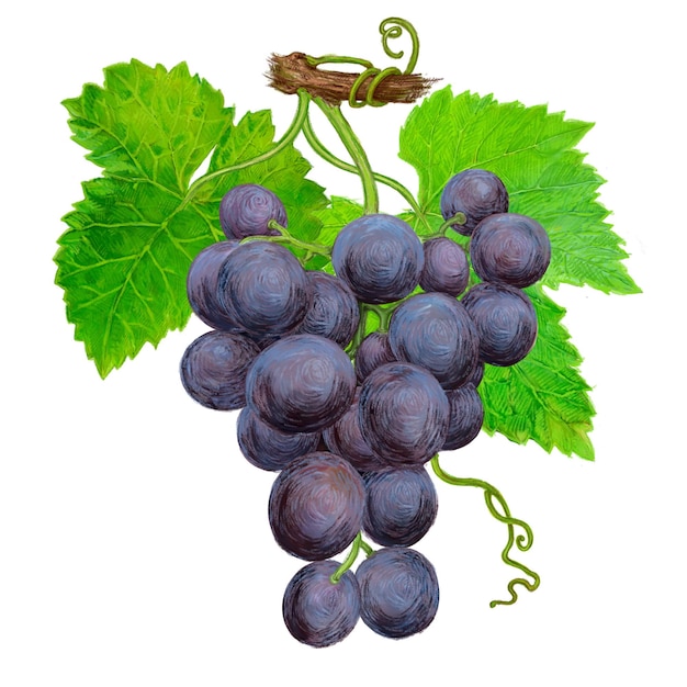 Drawing of a bunch of ripe grapes For wine label design and restaurant menu illustration