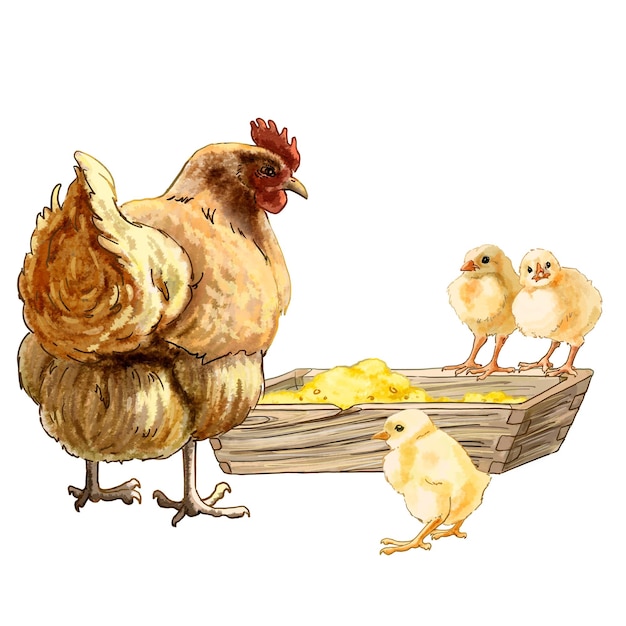 Drawing of chickens in a poultry yard or farm