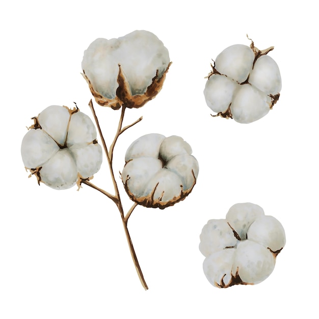 A drawing of cotton plants with the title " cotton " on the bottom.