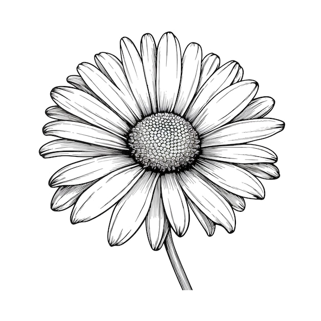 A drawing of a daisy with a black outline