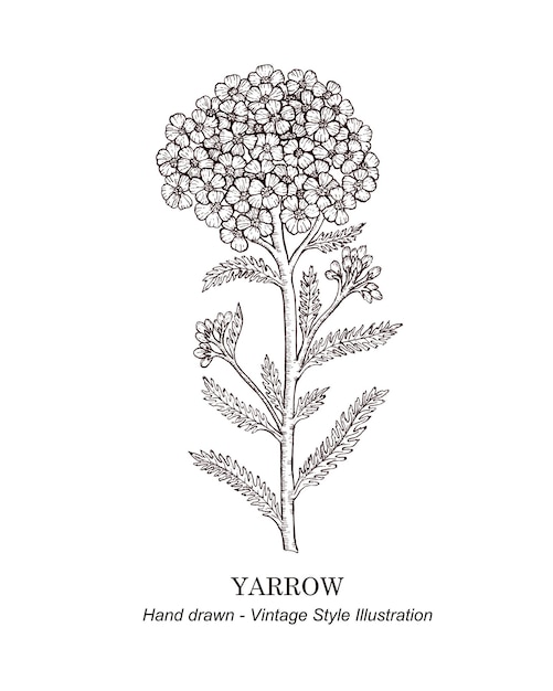 A drawing of a flower with the name yawnow on it