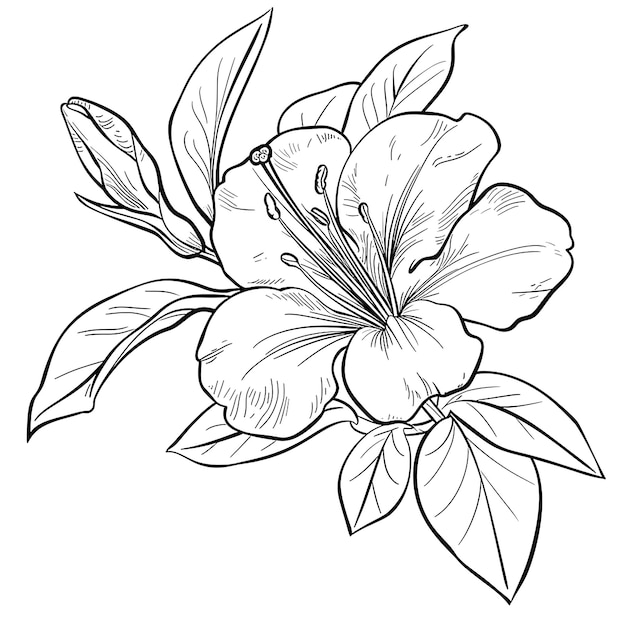その上にピオニーという言葉が書かれた花の絵