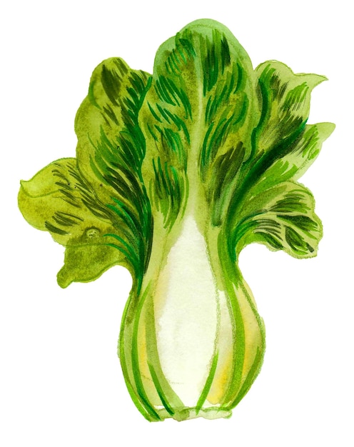 A drawing of a head of lettuce