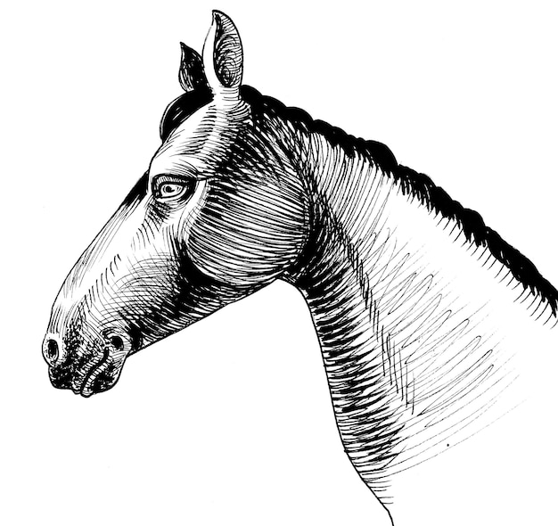 A drawing of a horse with a black outline and the word horse on it.