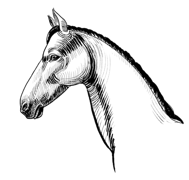 A drawing of a horse with a black and white mane.