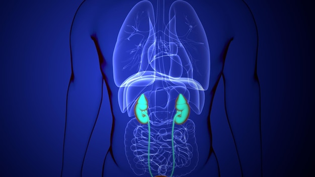a drawing of a human body with a blue background