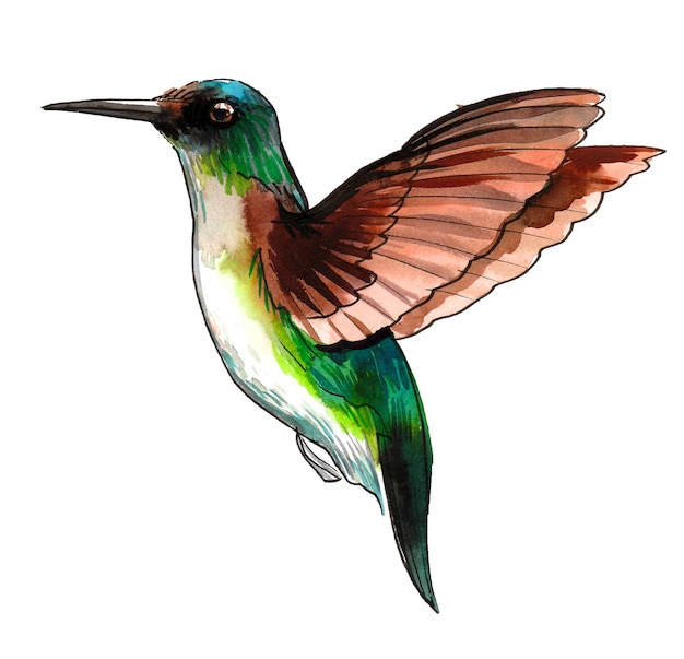 A drawing of a hummingbird with green and brown feathers.