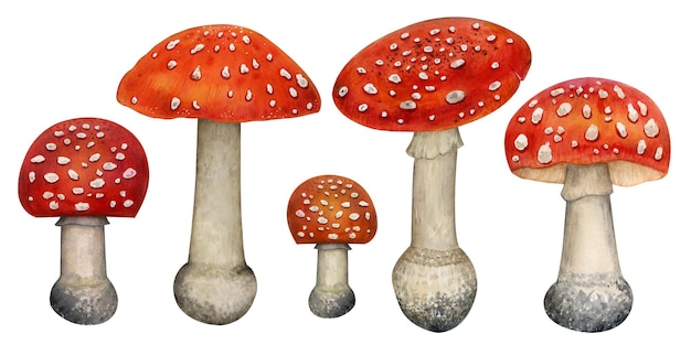 A drawing of mushrooms with the words mushroom on the bottom.