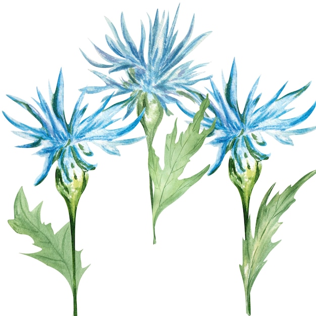 A drawing of three blue flowers with green leaves on the bottom.