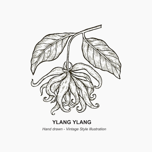 A drawing of a tree with the word yngling on it