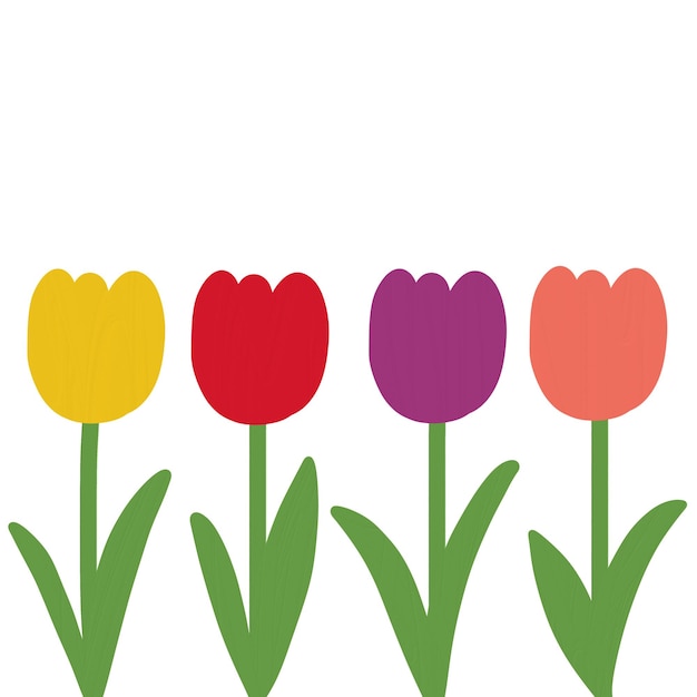 Photo drawing of tulips in a variety of colors on white background