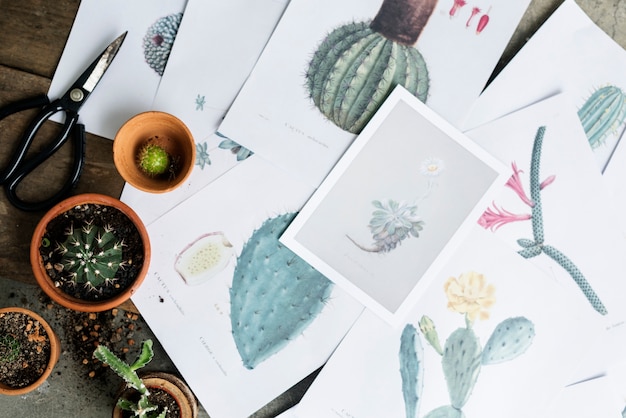 Photo drawings of different kinds of cactus