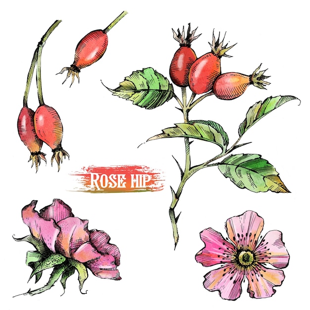 Photo drawn in watercolor and ink rosehip set flowers fruits and leaves