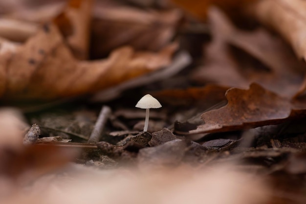 Dream under the forest journey with mushroom photographs fungi