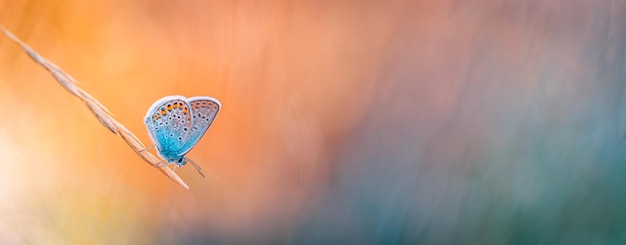 Dream meadow sunset. Nature closeup beautiful summer meadow background. Inspire nature closeup