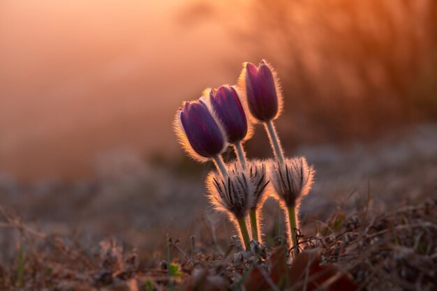 Dreamgrass of Pulsatilla patens bloeit in het voorjaar