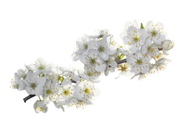 사진 흰색 배경에 고립 된 자연 테두리 스튜디오로 꿈꾸는 벚꽃