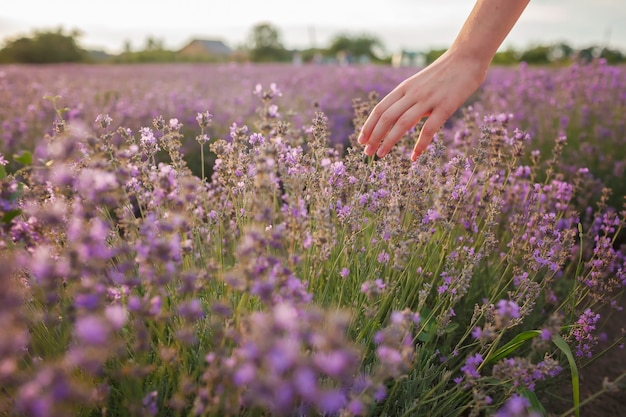 Dreamy teenager girl walks in lavender field and touches purple flowers with fingers summer nature