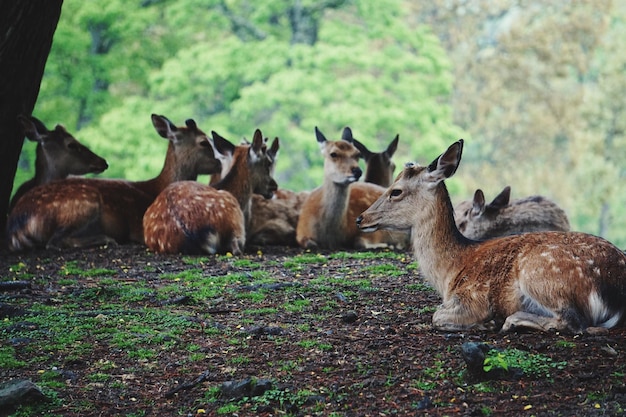 Foto drees si rilassa in un parco