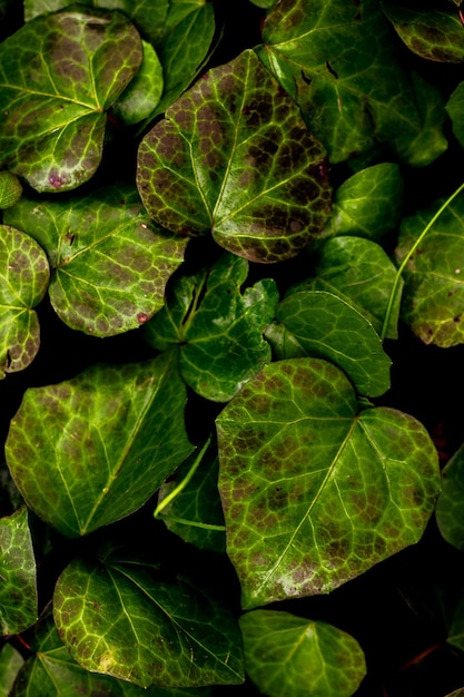 Photo drenched ivy leaves in the woods glisten after the rainsuitable for backgrounds