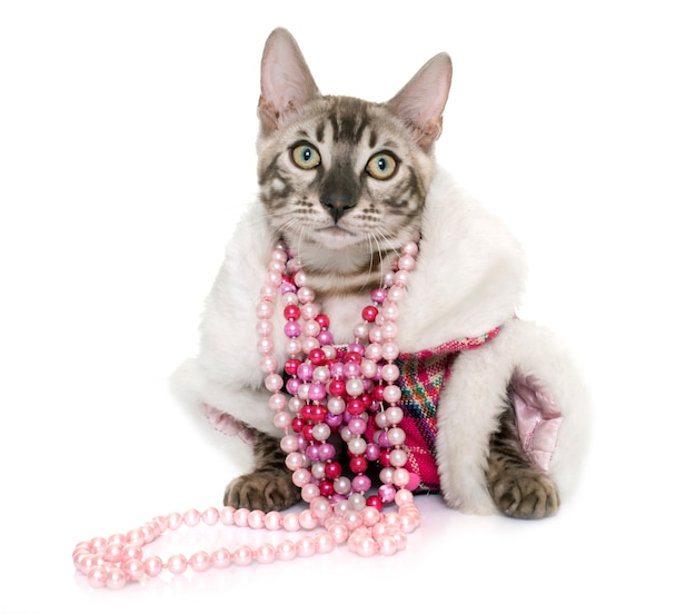 服を着たベンガル猫