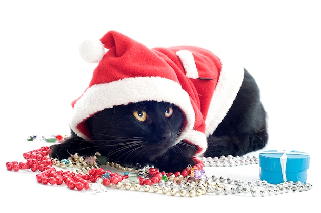 Dressed black cat with santa claus costume