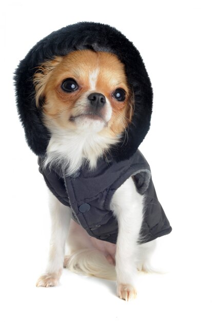 Dressed chihuahua