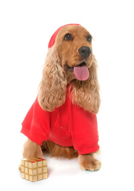 Foto cane cocker spaniel vestito