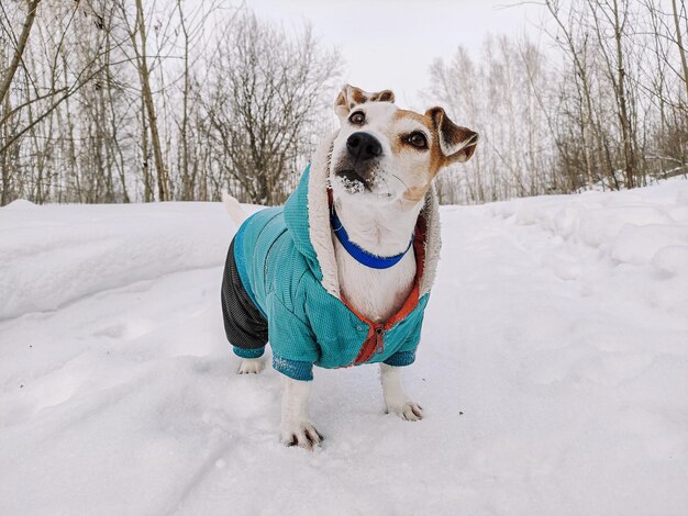 写真 ジャック・ラッセル 冬の散歩 雪の中を見上げる