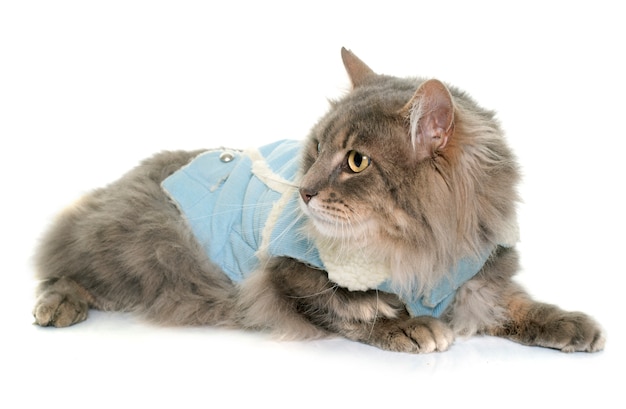 dressed maine coon cat