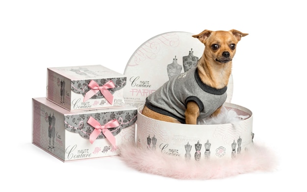 Dressed-up Chihuahua in a clothes box isolated on white