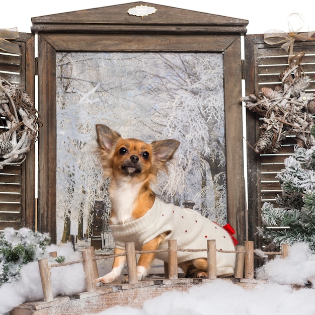 Dressed up Chihuahua looking up sitting on a bridge in a winter scenery