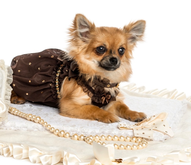 Dressed up Chihuahua lying on a carpet isolated on white