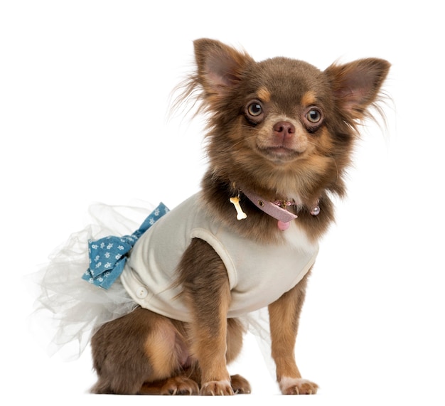 Dressed-up Chihuahua sitting isolated on white