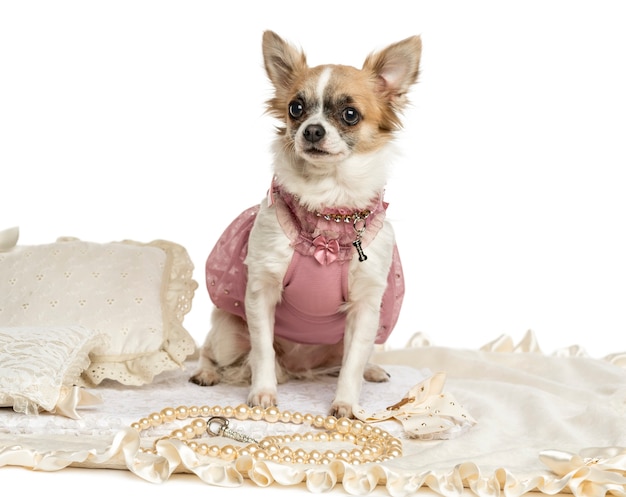 Dressed-up Chihuhua sitting on a carpet isolated on white