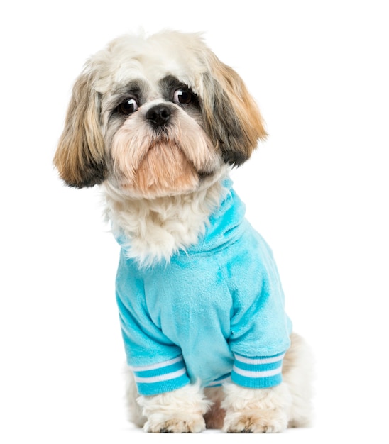 Dressed-up Shih tzu sitting isolated on white