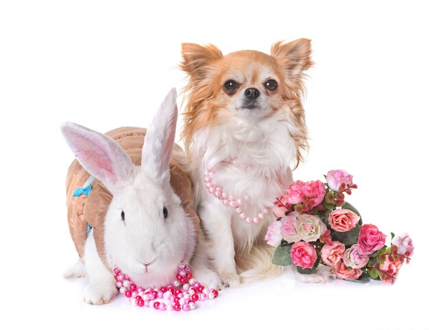 dressed white rabbit and chihuahua