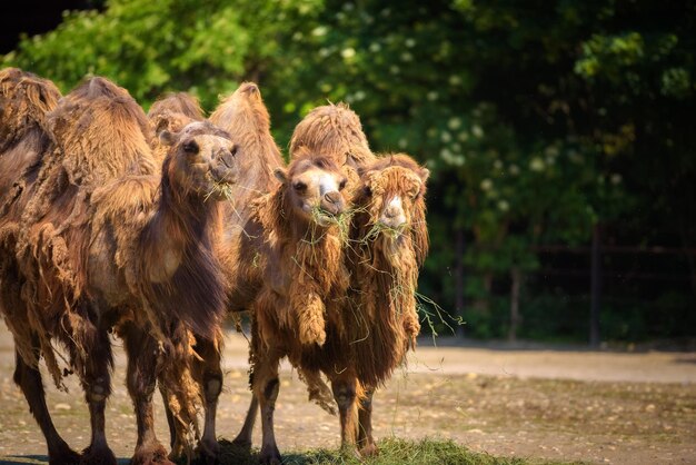 Drie bactrische kamelen voeden