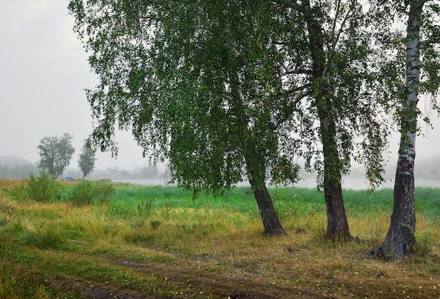 Drie berken aan de oever van het meer