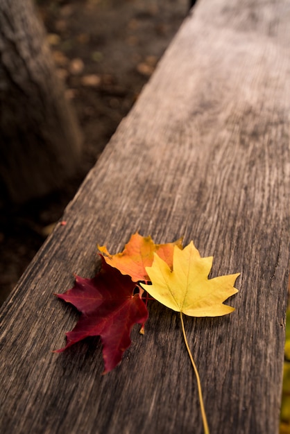 Drie bladeren van de de herfstesdoorn in geel, oranje en rood op een houten achtergrond. herfst samenstelling