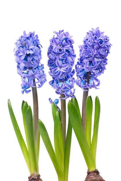 Drie blauwe bloemenhyacinthes met groene die bladeren op wit worden geïsoleerd