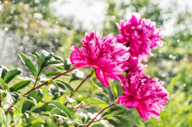 Drie bloeiende pioenrozen gedrenkt in de tuin, close-up