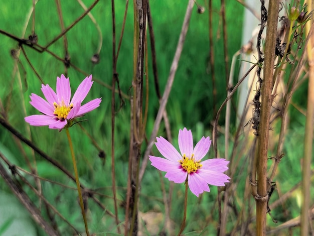 Drie bloemen staan in het gras en het gras is groen.