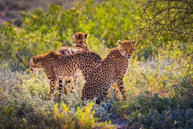 Drie cheeta's in het nationale park etosha