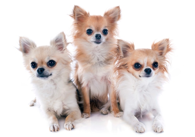 drie chihuahuas