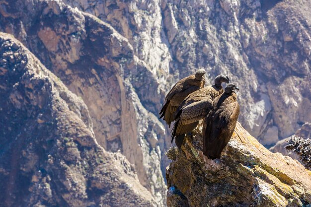 Drie condors bij Colca-canyon zitten PeruZuid-Amerika Dit is een condor, de grootste vliegende vogel op aarde