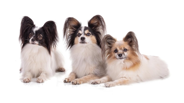 Drie continentale speelgoed spaniel, papillon honden geïsoleerd op een witte achtergrond in studio